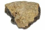 Fossil Tyrannosaur (T rex) Vertebra Section - Wyoming #382666-1